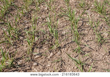 Close up of barley seedlings in a system of dryland agriculture. Photo take in Toledo Province, Spain