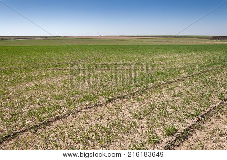 Barley fields in a system of dryland agriculture. Photo take in Toledo Province, Spain