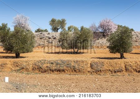 Olive groves and almond trees in an agricultural landscape in Toledo Province, Spain