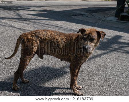 poor mang brown dog skin disease leprous stray in rod