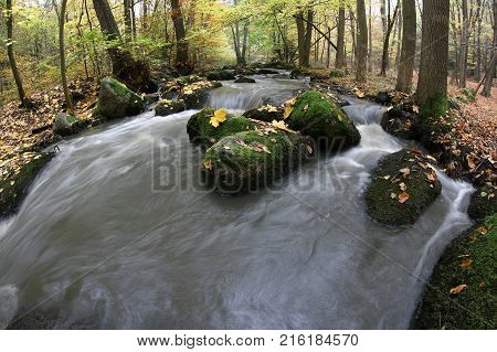 Maple leaf on boulder covered by moss in brook - detail