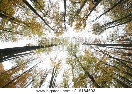 Autumn beeches - view from below - fish eye lens