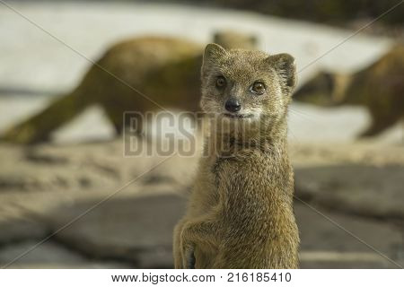 Funny surakat standing vertically in the desert