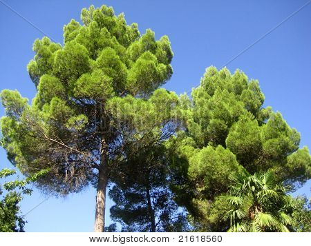 Yeşil ağaç