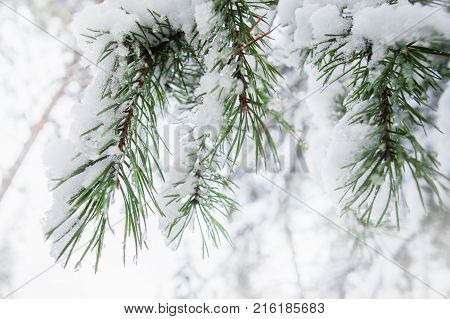 Winter pine tree branch covered with icy snow on a light background