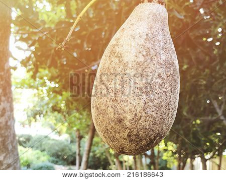 Unusual African sausage tree with sausage like fruits that hang down from the limbs on long rope like stalks