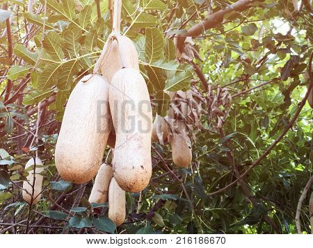 Unusual African sausage tree with sausage like fruits that hang down from the limbs on long rope like stalks