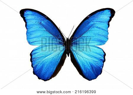 blue butterfly Morpho didius isolated on white background