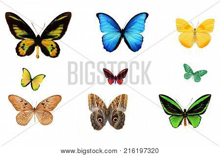 beautiful tropical multicolored butterfly isolated on white background
