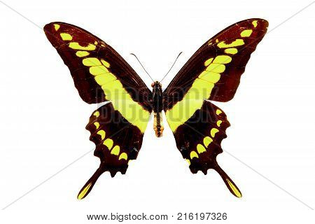 beautiful yellow butterfly with a pattern isolated on white