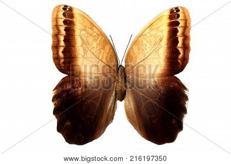 beautiful tropical butterfly brown isolated on white
