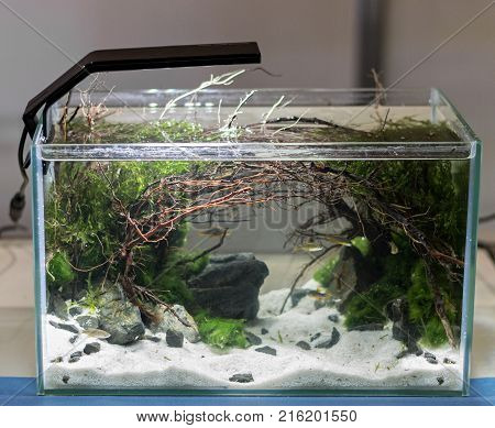 Small aquarium with driftwood and living plants
