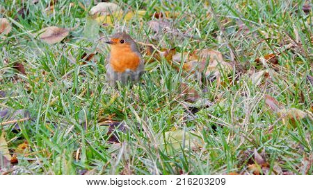 Robin bird standing on green grass with fallen leaves in autumn