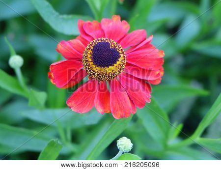 Helenium flower on a flowerbed among the greenery.