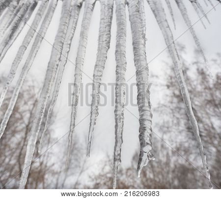 Close-up of icicles on the tree. Beautiful nature phenomena. Forester background.