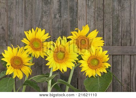 Slunečnice, Helianthus Annuus