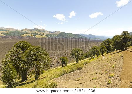 Lonquimay Volcano, In Bio Bio Region, Chile