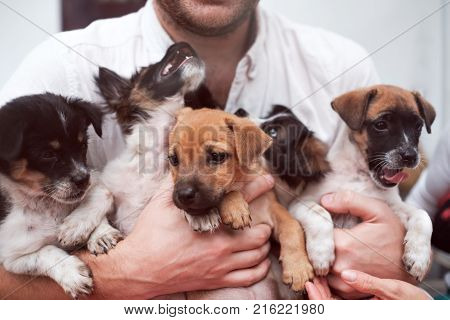 Young man holding 5 puppies in his hands. Cute gog family together. Rescue animal concept