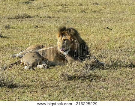 Lion in the Savannah Safari in Kenya