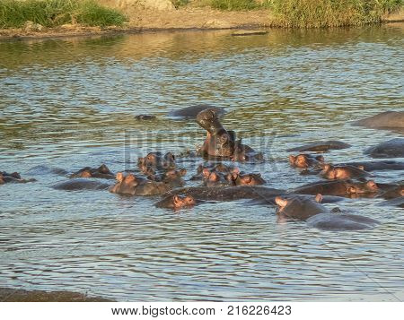 Hippo in the water in the savanna Safari in Kenya