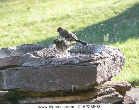 Birds at a birdbath safari in Kenya