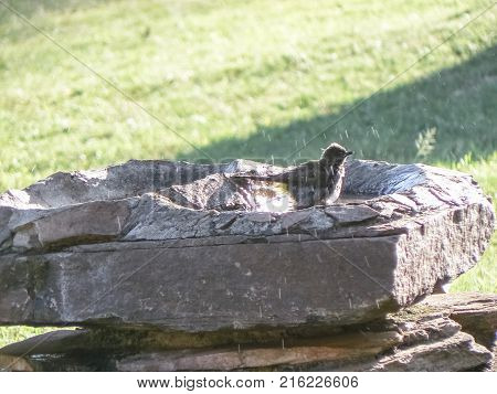 Birds at a birdbath safari in Kenya
