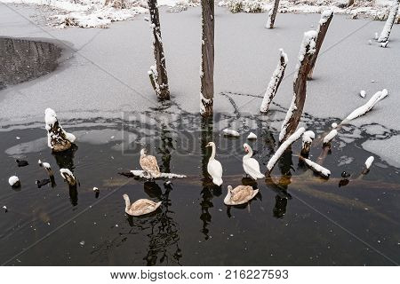 Flock of swans at the wintertime at frozen lake