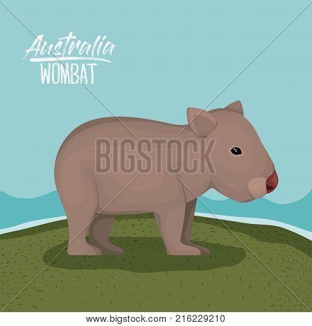 australia wombat poster with outdoor scene in colorful silhouette vector illustration