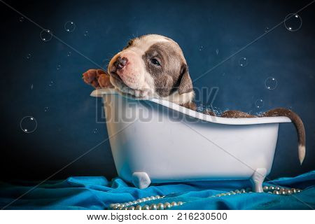 funny puppy is bathing in a bath on a blue background