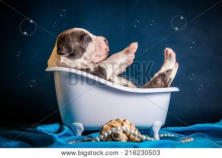 funny puppy is bathing in a bath on a blue background