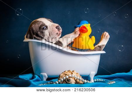 funny puppy is bathing in a bath on a blue background