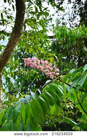 Bretschneidera Sinensis Flowers In Doi Phu Kha National Park At Nan, Thailand