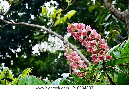 Bretschneidera Sinensis Flowers In Doi Phu Kha National Park At Nan, Thailand