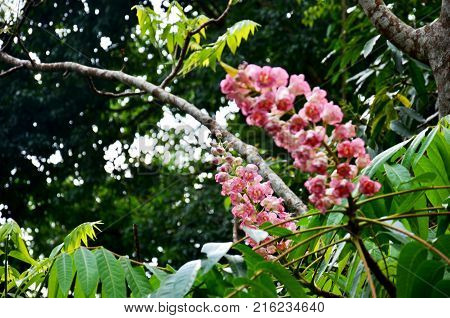 Bretschneidera Sinensis Flowers In Doi Phu Kha National Park At Nan, Thailand