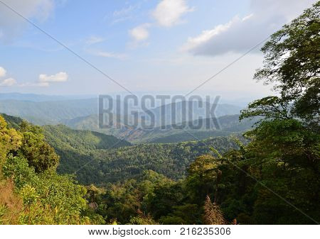 Bretschneidera Sinensis Flowers In Doi Phu Kha National Park At Nan, Thailand