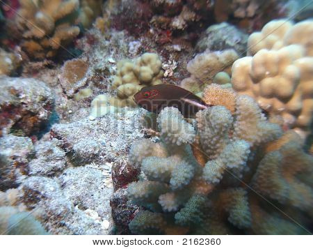 Arceye Hawkfish