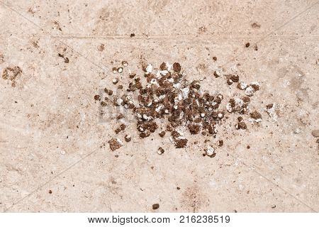 bird shit on the concrete floor texture