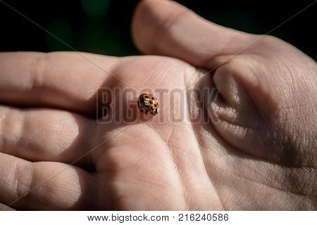 Holding a small ladybug in my hand