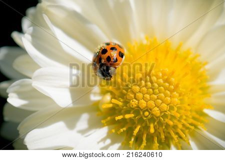 Shiny ladybug sitting on a white Chrysanthemum