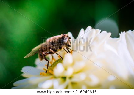 Honey Bee sitting on a Chrysanthemum flower
