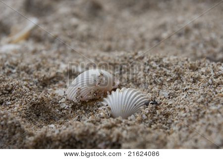 Muscheln