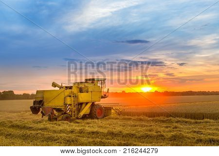 Combine Hervester At Sunset Works A Cornfield