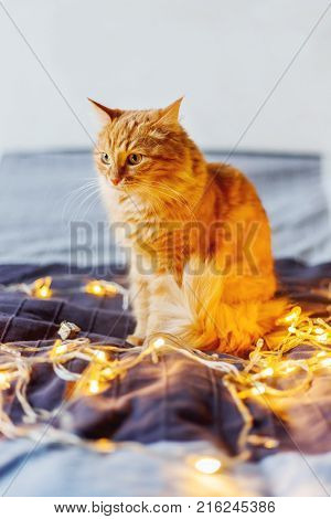 Cute ginger cat sitting on bed with shining light bulbs. Fluffy pet looks curiously. Cozy home holiday background.