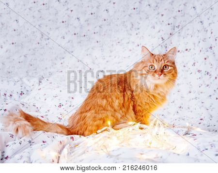 Cute ginger cat sitting in bed with shining light bulbs. Fluffy pet looks curiously. Cozy home holiday background.