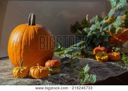 autumn composition, with big and small orange pumpkins