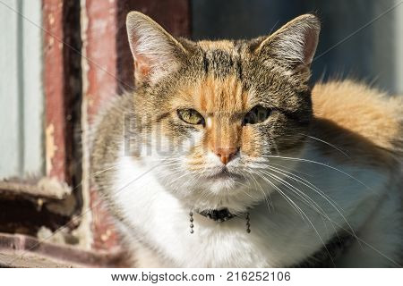 A multi-colored cat with a contemptuous look
