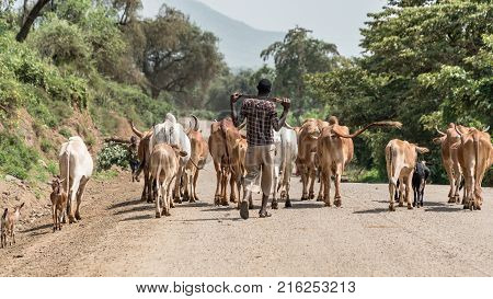 Omo valley Ethiopia - September 2017: Cows and cattle in the Omo Valley of Ethiopia