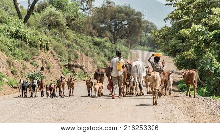 Omo valley Ethiopia - September 2017: Cows and cattle in the Omo Valley of Ethiopia