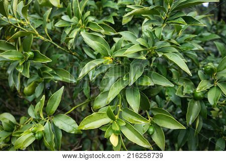 leaves of fortunella margarita rutaceae from south china