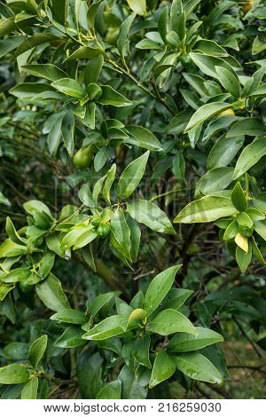 leaves of fortunella margarita rutaceae from south china